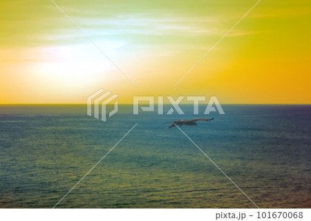 The sea eagles. Kites over the Indian ocean 101670068