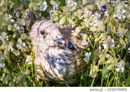nestling  of a bird  seagull on  full-screen 101670069