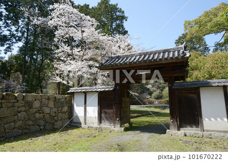 春の三井寺　護法善神堂表門　滋賀県大津市 101670222