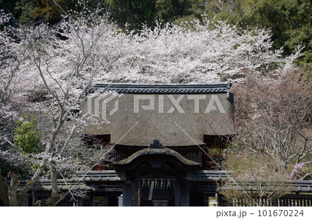 春の三井寺　護法善神堂の桜　滋賀県大津市 101670224