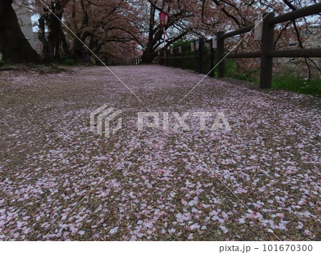 ピンクの絨毯に被われた桜並木の土手 ピンクの絨毯に被われた桜並木の土手 101670300