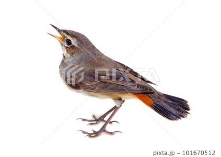 blue-throated robin bird isolated blue-throated robin bird isolated 101670512