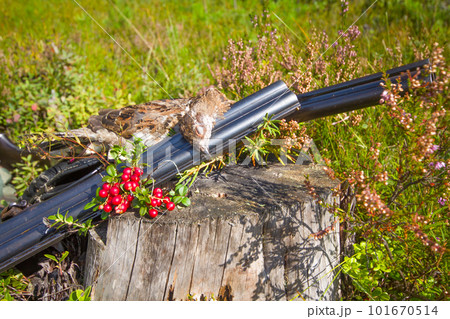 hunting hazel grouse bird hunting hazel grouse bird 101670514