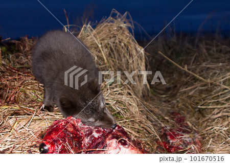 Blue foxes come at night to devour carcasses of seals Blue foxes come at night to devour carcasses of seals 101670516