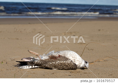 seagull dies in a trap from the thrown line 101670517