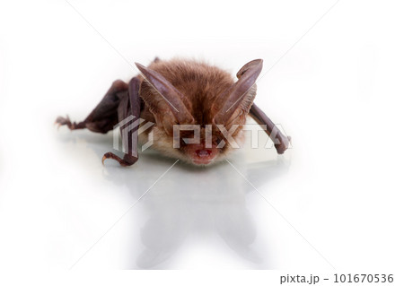 long-eared bat isolated on white long-eared bat isolated on white 101670536