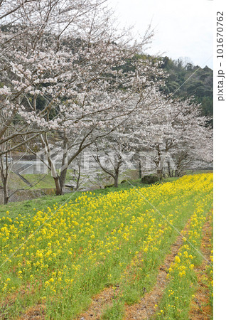 米泉湖の菜の花と桜 101670762