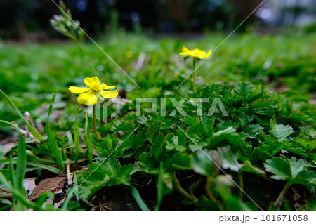 足元に咲くヘビイチゴの黄色い花 101671058