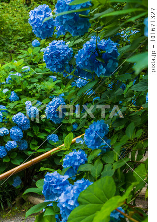 古都鎌倉の初夏　明月院（あじさい寺）の紫陽花 101671327