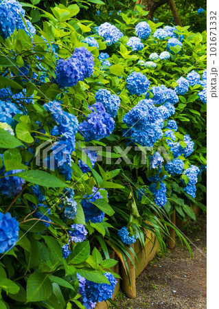 古都鎌倉の初夏 明月院(あじさい寺)の紫陽花 古都鎌倉の初夏 明月院(あじさい寺)の紫陽花 101671332
