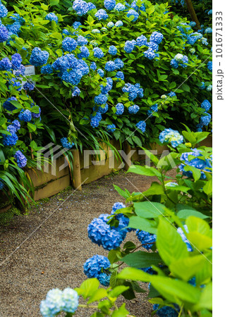 古都鎌倉の初夏 明月院(あじさい寺)の紫陽花 古都鎌倉の初夏 明月院(あじさい寺)の紫陽花 101671333