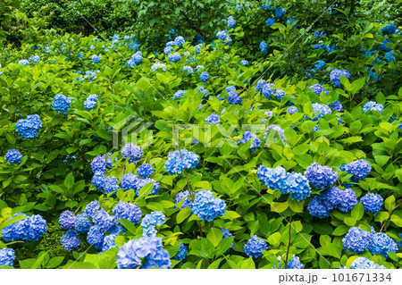 古都鎌倉の初夏　明月院（あじさい寺）の紫陽花 101671334