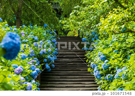 古都鎌倉の初夏 明月院(あじさい寺)の紫陽花 古都鎌倉の初夏 明月院(あじさい寺)の紫陽花 101671548