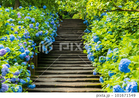 古都鎌倉の初夏　明月院（あじさい寺）の紫陽花 101671549