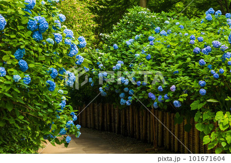 古都鎌倉の初夏 明月院(あじさい寺)の紫陽花 古都鎌倉の初夏 明月院(あじさい寺)の紫陽花 101671604