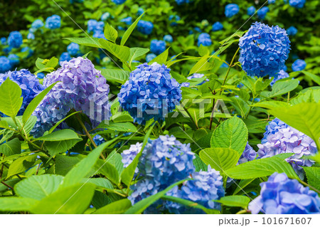 古都鎌倉の初夏 明月院(あじさい寺)の紫陽花 古都鎌倉の初夏 明月院(あじさい寺)の紫陽花 101671607