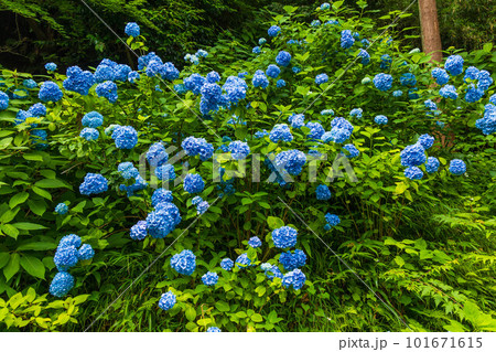 古都鎌倉の初夏 明月院(あじさい寺)の紫陽花 古都鎌倉の初夏 明月院(あじさい寺)の紫陽花 101671615