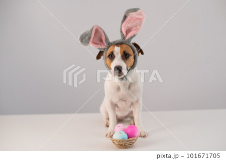 Funny dog Jack Russell Terrier in a bunny costume with a basket of painted eggs on a white background. Catholic Easter symbol 101671705