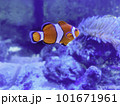1匹のカクレクマノミとイソギンチャク 101671961