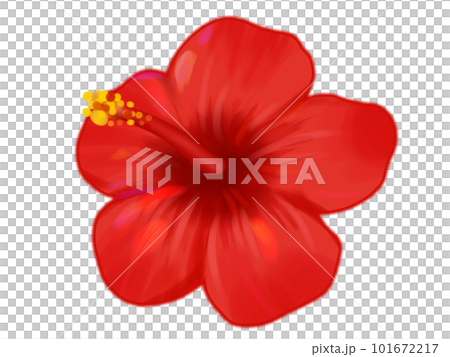 赤いハイビスカス 101672217