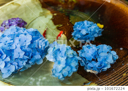 古都鎌倉の初夏　明月院（あじさい寺）の紫陽花と花手水 101672224