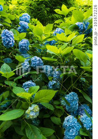 古都鎌倉の初夏　明月院（あじさい寺）の紫陽花 101672226