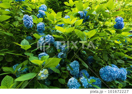 古都鎌倉の初夏 明月院(あじさい寺)の紫陽花 古都鎌倉の初夏 明月院(あじさい寺)の紫陽花 101672227