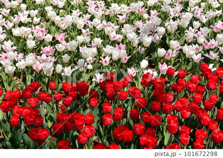 満開のチューリップ畑 101672298