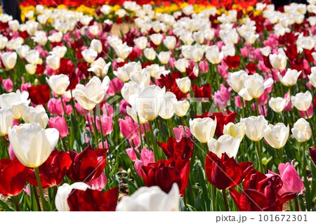 満開のチューリップ畑 101672301