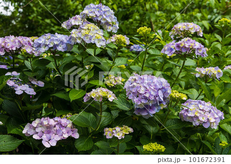 古都鎌倉の初夏　明月院（あじさい寺）の紫陽花 101672391