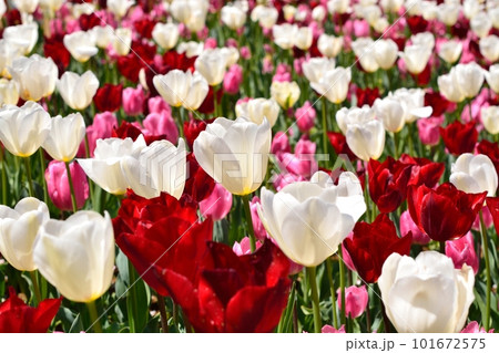 満開のチューリップ畑 101672575