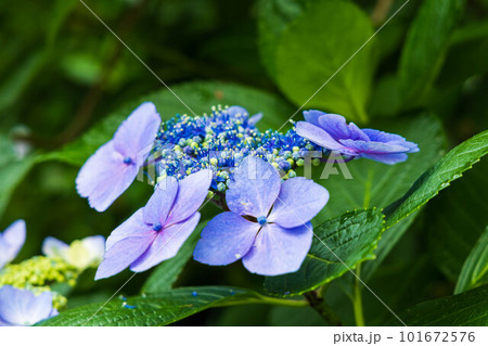 古都鎌倉の初夏　明月院（あじさい寺）の紫陽花 101672576