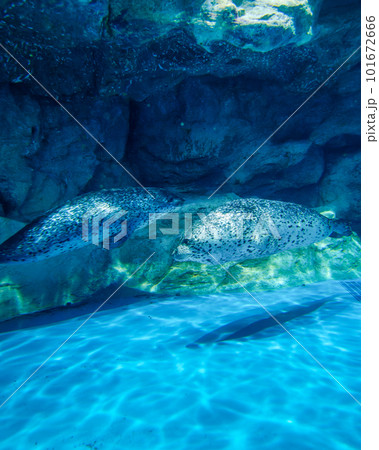 茨城県ひたちなか市　アクアワールド大洗の海水魚たち 101672666