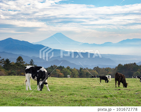 高原の牧場で放牧された牛と富士山の見える風景【山梨県立まきば公園】 高原の牧場で放牧された牛と富士山の見える風景【山梨県立まきば公園】 101672778