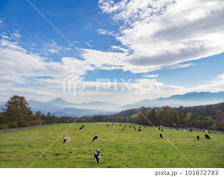 高原の牧場で放牧された牛と富士山の見える風景【山梨県立まきば公園】 高原の牧場で放牧された牛と富士山の見える風景【山梨県立まきば公園】 101672783
