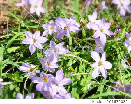 晴天の日の花壇に咲くハナニラの花 晴天の日の花壇に咲くハナニラの花 101673023