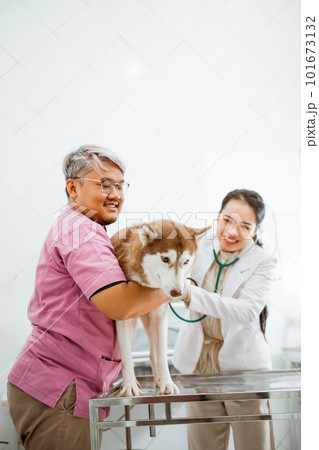 a male veteranian holding the siberian dog a male veteranian holding the siberian dog 101673132