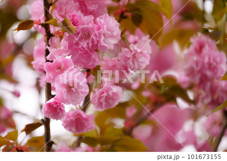 華やかな八重桜の花咲く 101673155