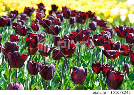 満開のチューリップ畑 101673246