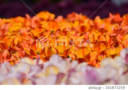 満開のチューリップ畑 101673259