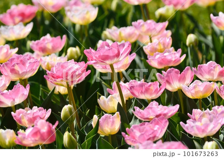 満開のチューリップ畑 101673263