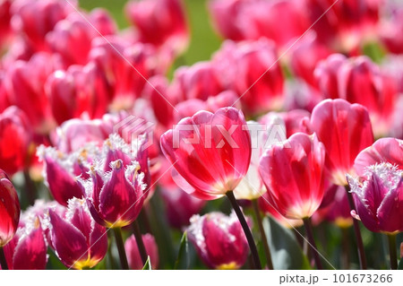 満開のチューリップ畑 101673266