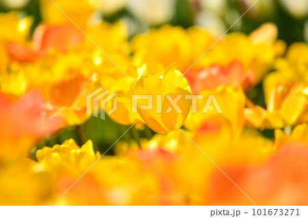 満開のチューリップ畑 101673271