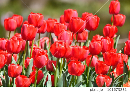 満開のチューリップ畑 101673281