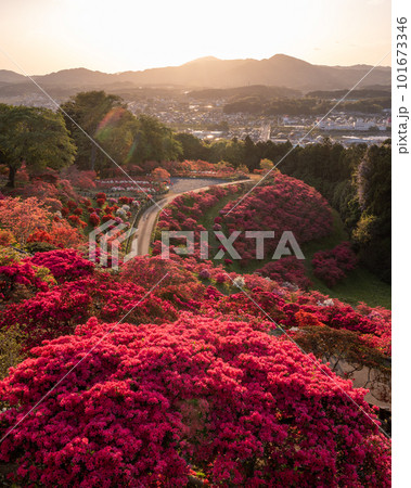 茨城県笠間市　笠間つつじ公園の夕景 101673346