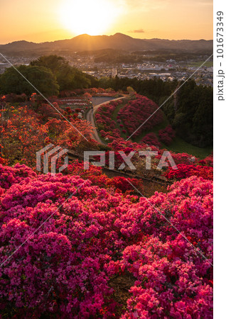 茨城県笠間市　笠間つつじ公園の夕景 101673349
