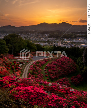 茨城県笠間市 笠間つつじ公園の夕景 茨城県笠間市 笠間つつじ公園の夕景 101673357