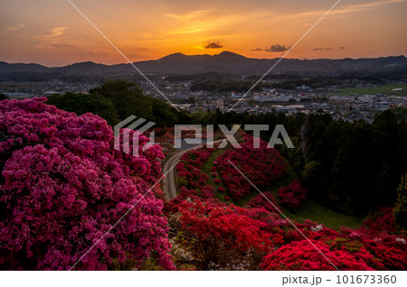 茨城県笠間市　笠間つつじ公園の夕景 101673360