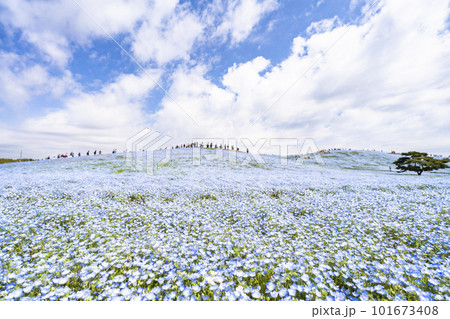 春の国営ひたち海浜公園　満開のネモフィラ　茨城県ひたちなか市 101673408