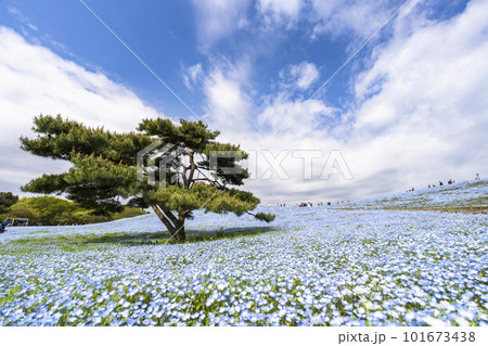 春の国営ひたち海浜公園 満開のネモフィラ 茨城県ひたちなか市 春の国営ひたち海浜公園 満開のネモフィラ 茨城県ひたちなか市 101673438